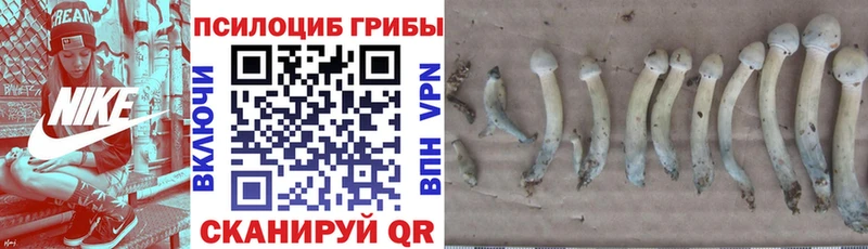 Псилоцибиновые грибы MAGIC MUSHROOMS  хочу наркоту  гидра ТОР  Шенкурск 